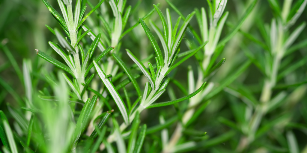 rosemary plant for brighter skin