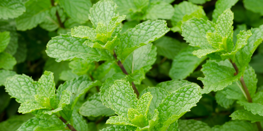 Peppermint plant for clear skin