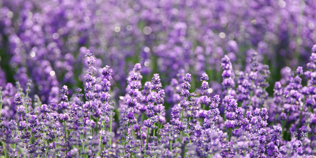 Lavender soothes inflamed skin