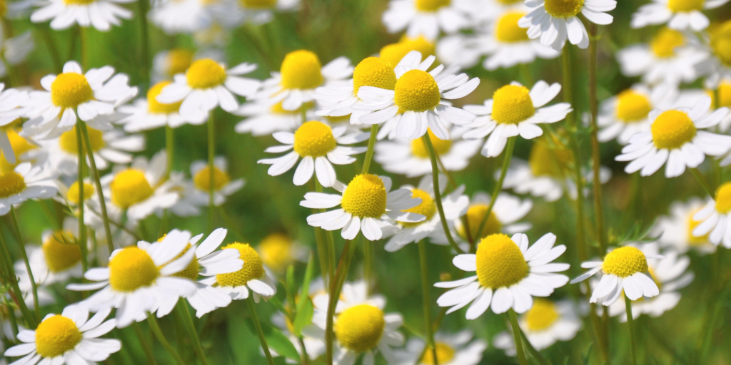 Chamomile calms skin