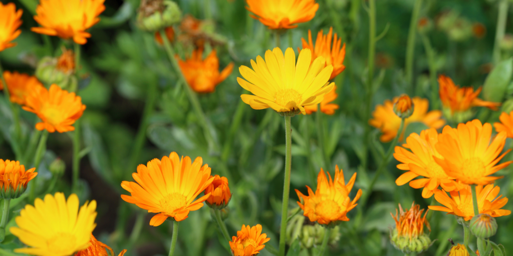 Calendula Heals, Soothes, and Hydrates skin